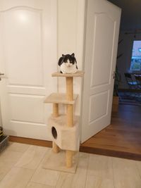 Katze-auf-Kratzbaum